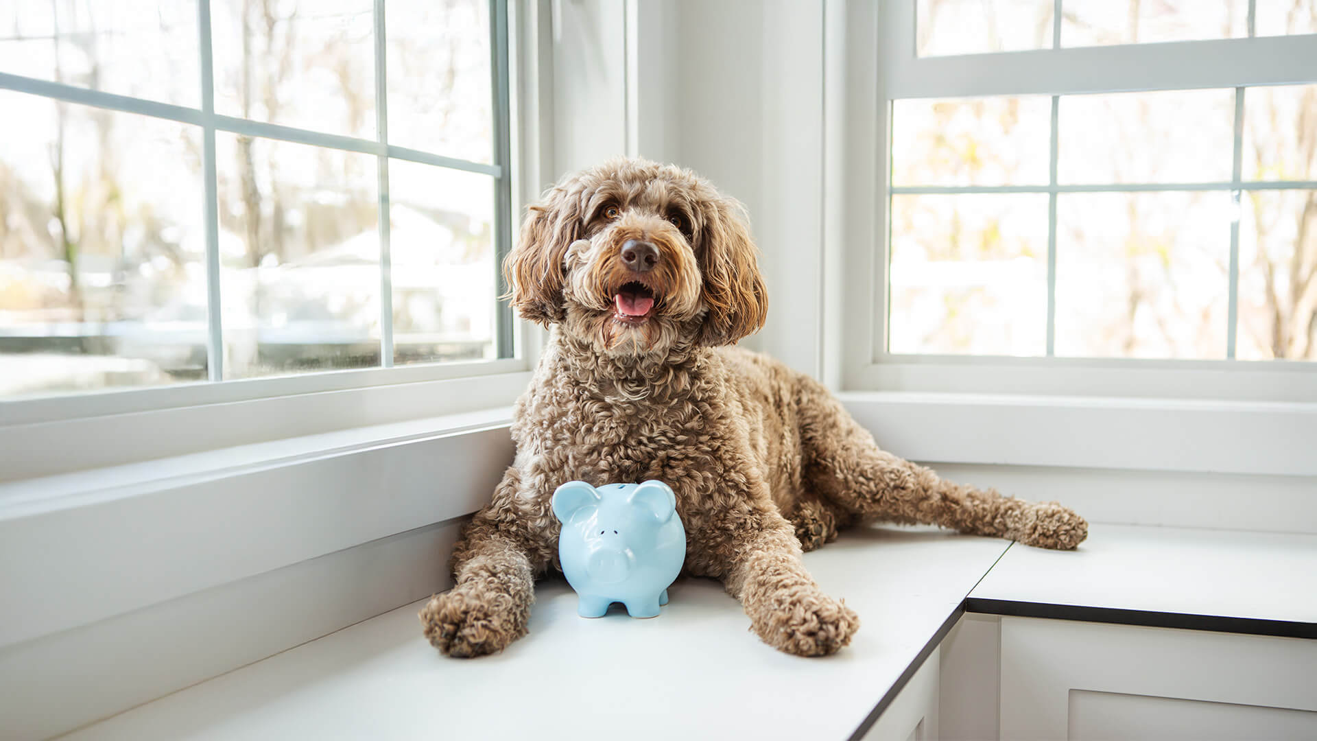 Hund liegt auf einer Fensterbank mit einem Sparschwein. 