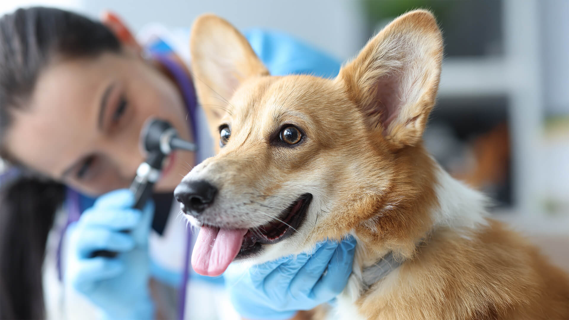 Ein Hund ist beim Tierarzt und bekommt seine Ohren untersucht. 