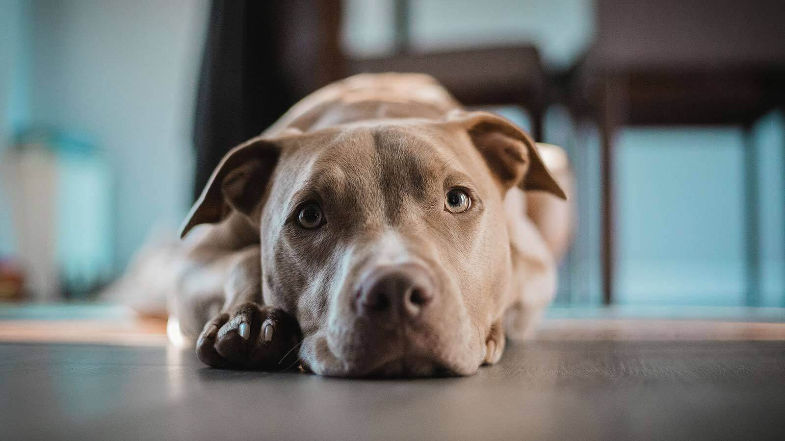 Ein Hund liegt auf dem Boden und schaut traurig.