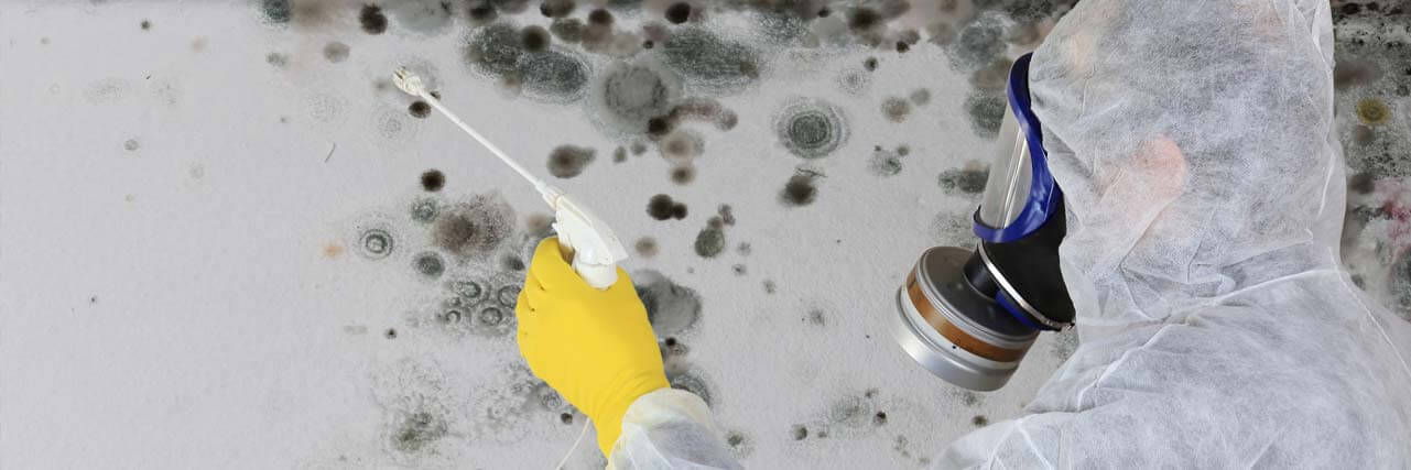 Schimmelschäden beseitigen Schimmelschäden beseitigen