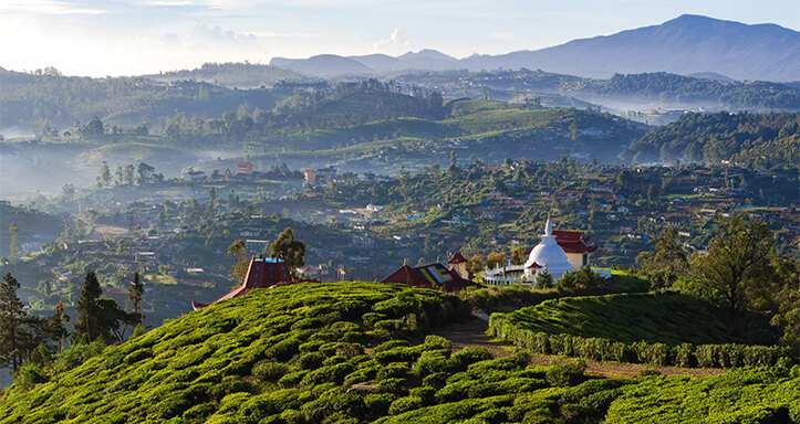 Person blickt auf Teefelder Landschaft von Sri Lanka