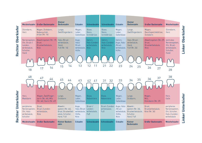 Zahnschema - Bezüge zwischen Zähnen und Organen