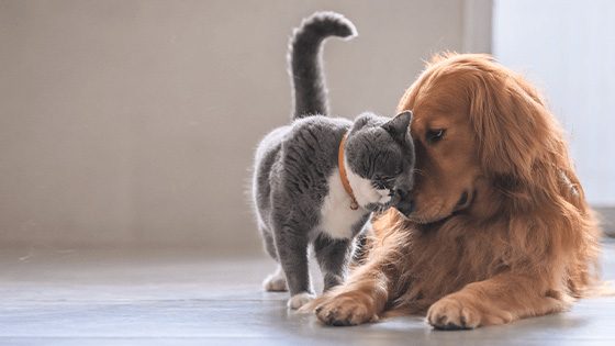 Tierkrankenversicherung für Hunde und Katzen