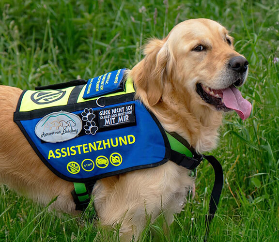 Golden Retriever als Assistenzhund mit Geschirr. Golden Retriever als Assistenzhund mit Geschirr.
